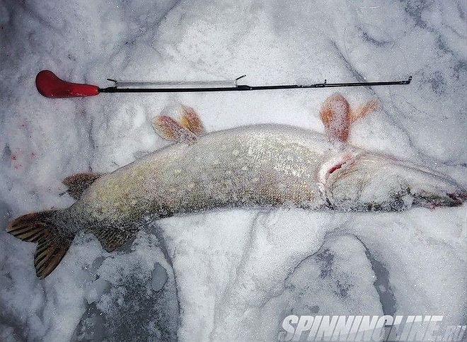 Изображение 31 : Ночная ловля судака со льда