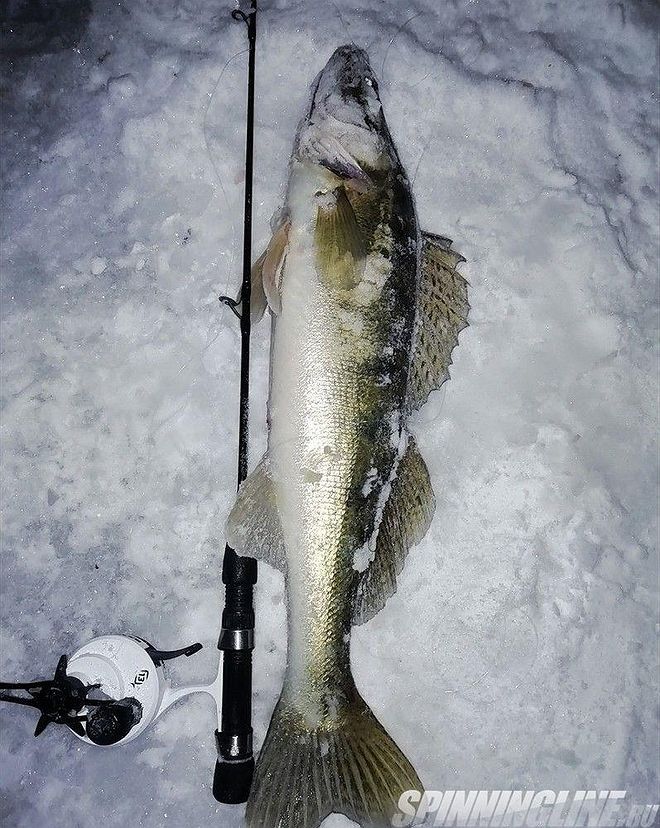 Изображение 39 : Ночная ловля судака со льда
